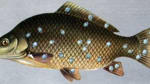 Рибни вредители и начини за справяне с тях